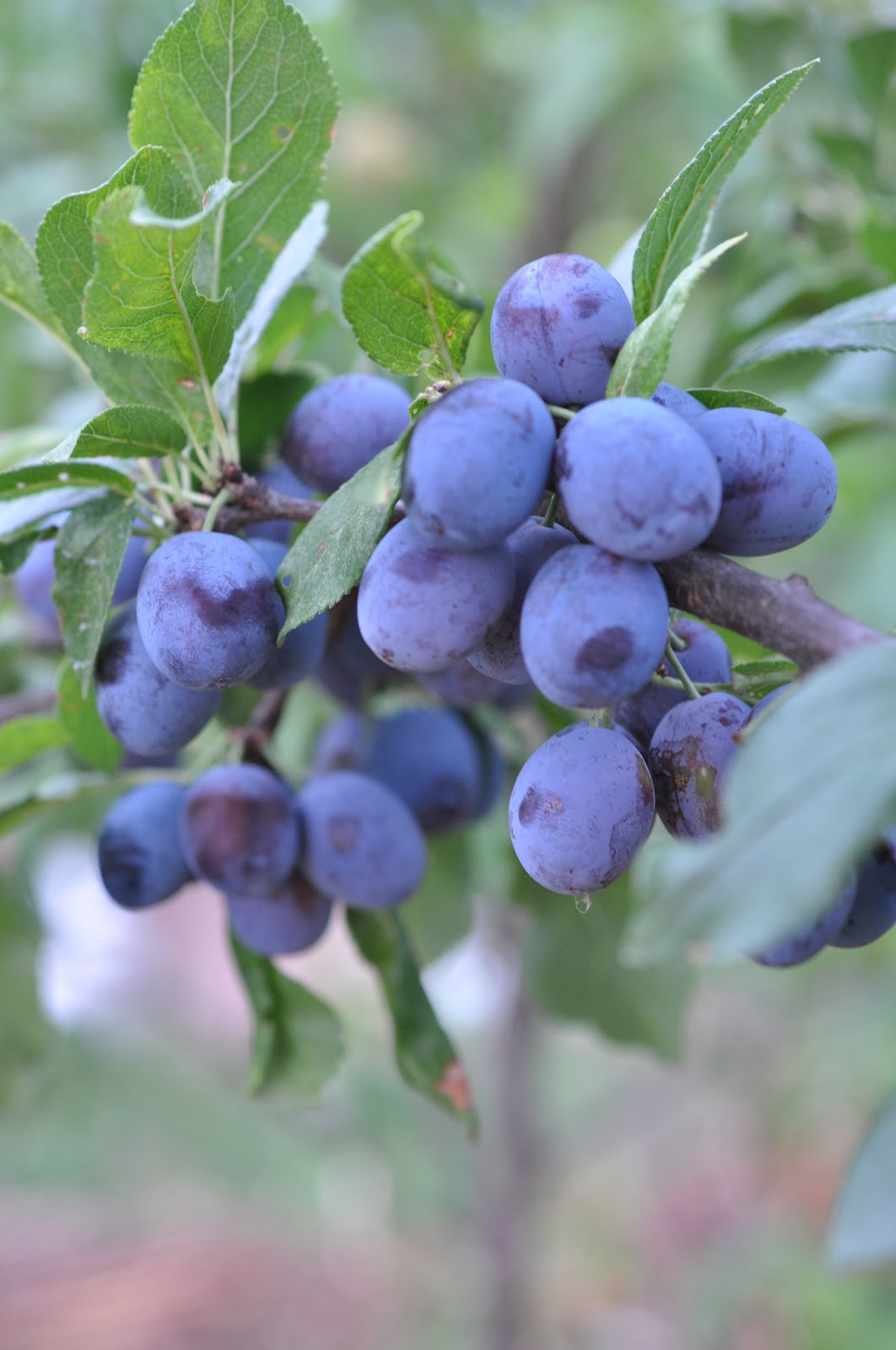 Types of plums image