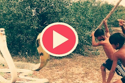 لن تصدق بالفيديو اطفال صغار يصطادون افاعي دون خوف Snake