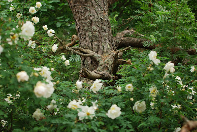 Juhannusruusu kukkii bonsai-männyn alla - Muonamiehen mökki