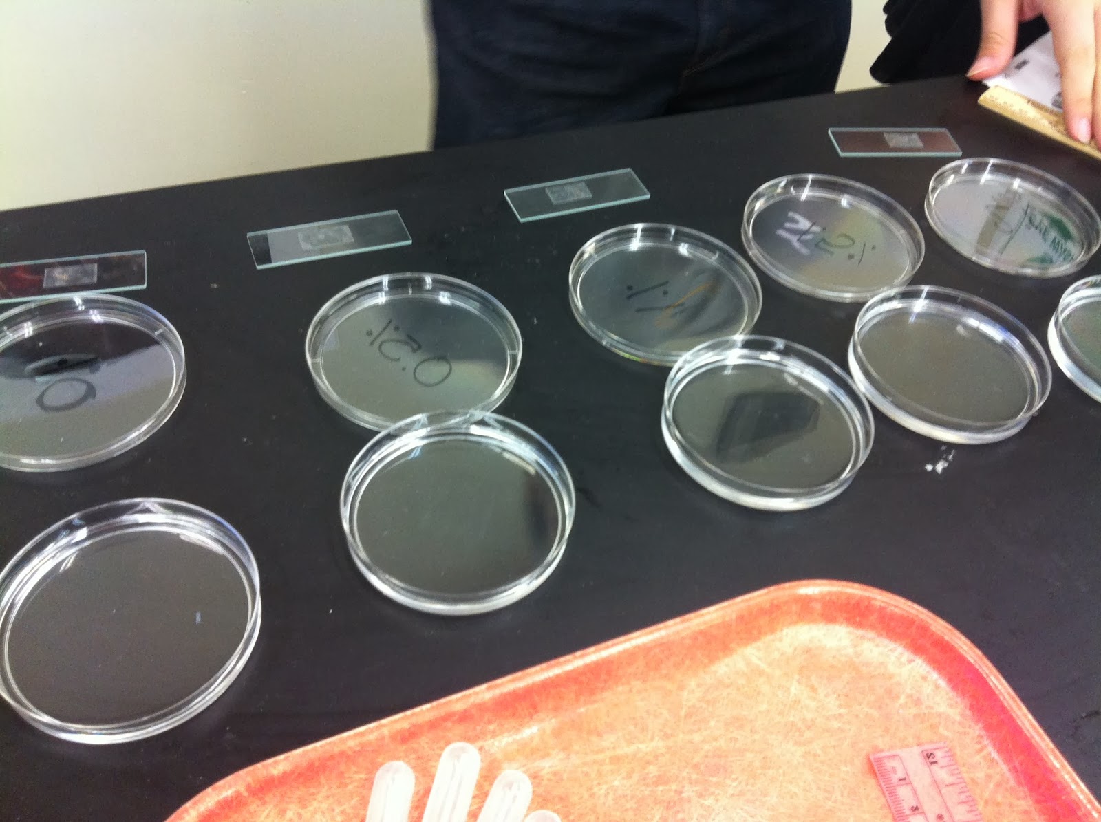 Introduction to the Brine Shrimp Lab