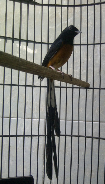 10 Kumpulan Gambar Burung Murai Batu Lucu Gambar Foto Burung