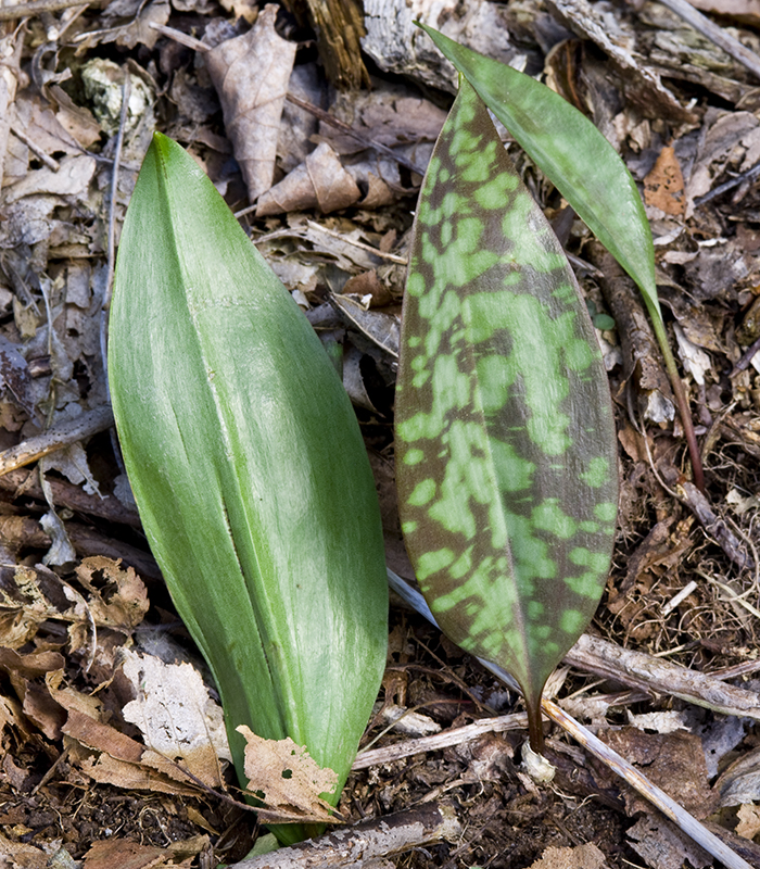The 3 Foragers Foraging for Wild, Natural, Organic Food Trout Lily