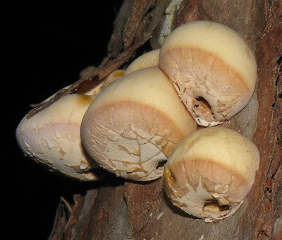 Cryptoporus volvatus openings and lacquer-like coating