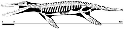 Kronosaurus Pliosauridae