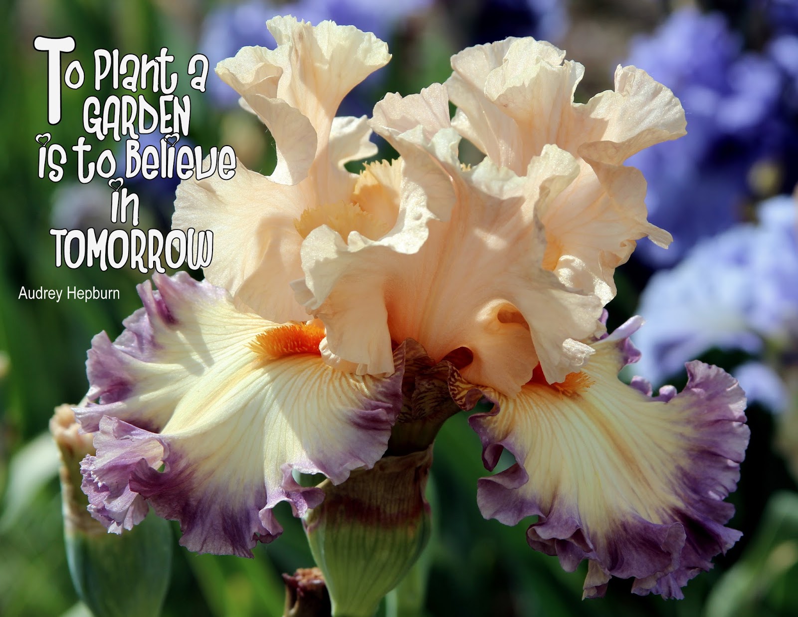 Ирис бородатый. Ирис в природе. Ирис суит гейша. Ирис батлестар атлантис. Gemini iris.