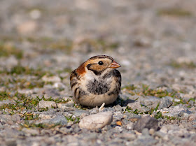 Lapland Bunting, Anglesey