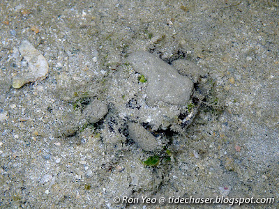 Philyra Spider Crab (Micippa philyra) Philyra Spider Crab (Micippa philyra)