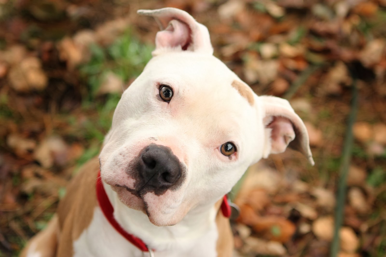 Pit Bull Dogs Wallpapers Cute PitBull Dog Pics