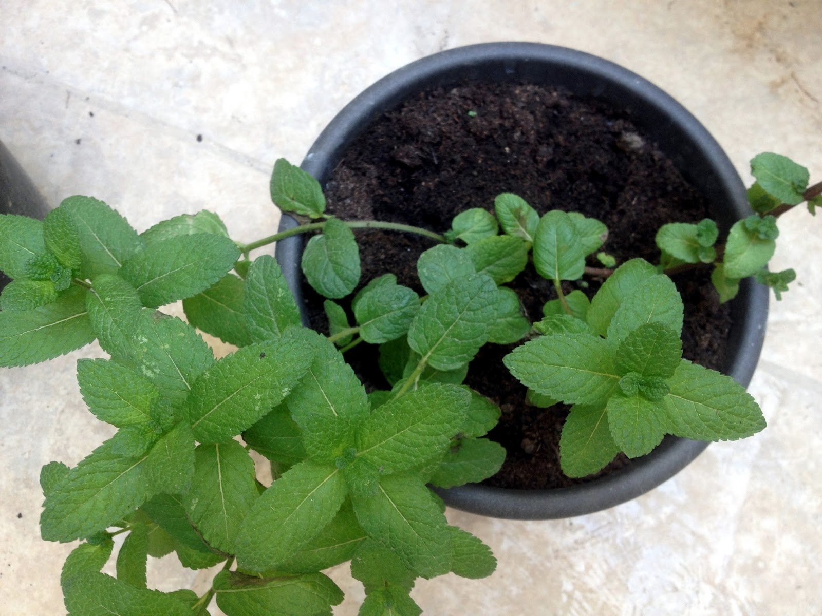 Of Mint, Rosemary and Basil A New Approach! Green Patches