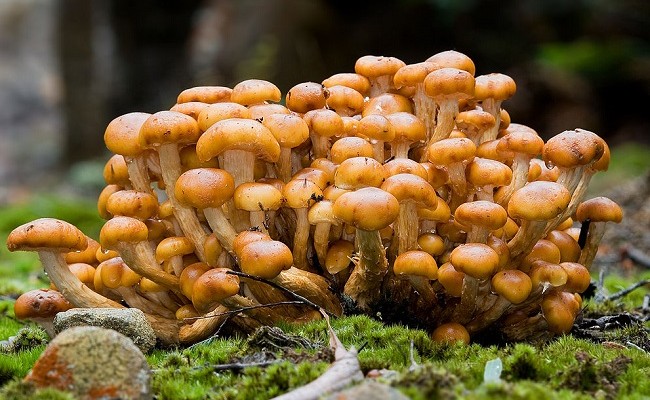 Fungi tidak dimasukkan dalam kingdom plantae karena