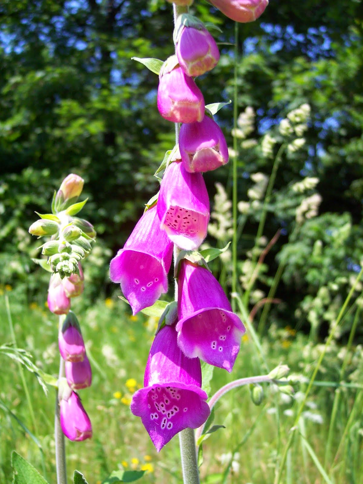 Digitalis purpurea