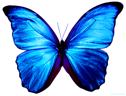 Topo De bolo borboletas  Mariposa azul tatuaje, Mariposa azul