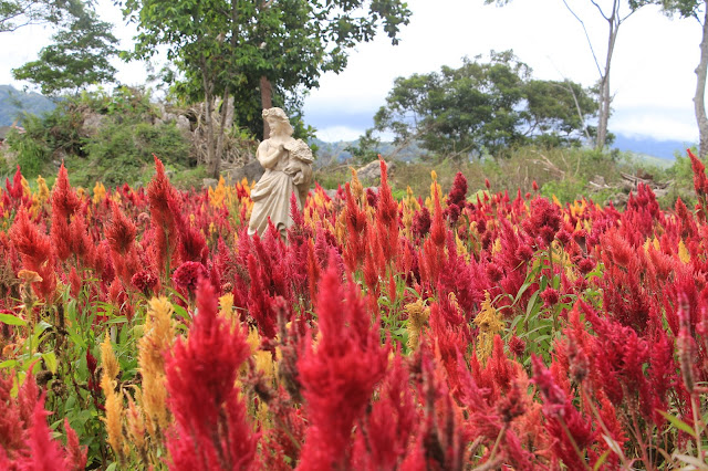 celosia plant sirao