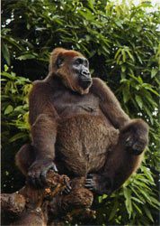 Cross River Gorilleri