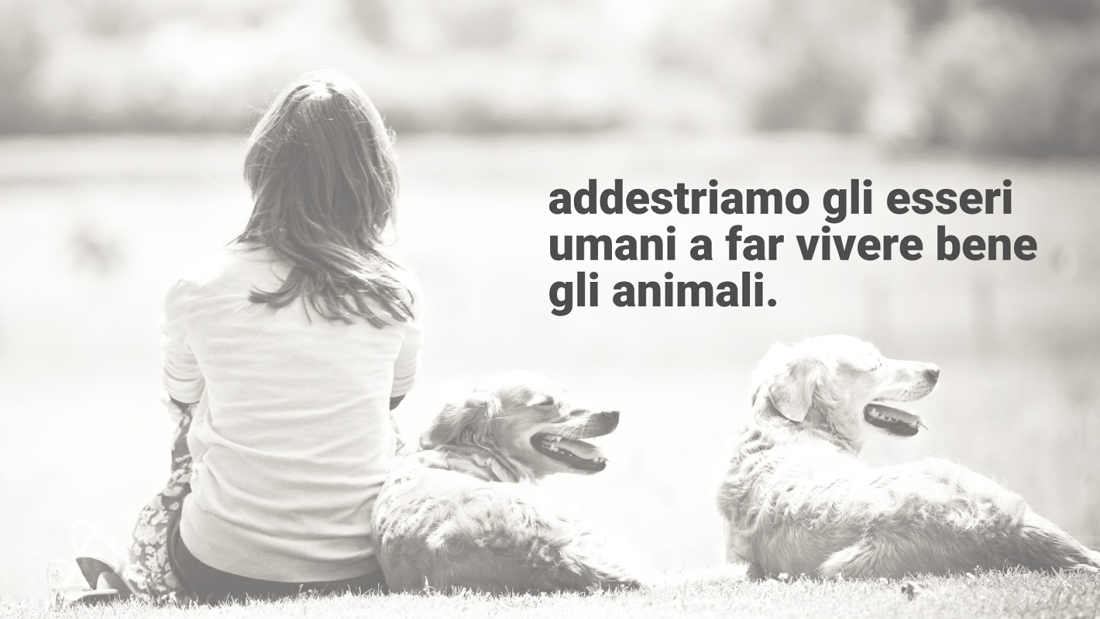 Ciotole Per Cani E Gatti Regole Consigli E Pulizia