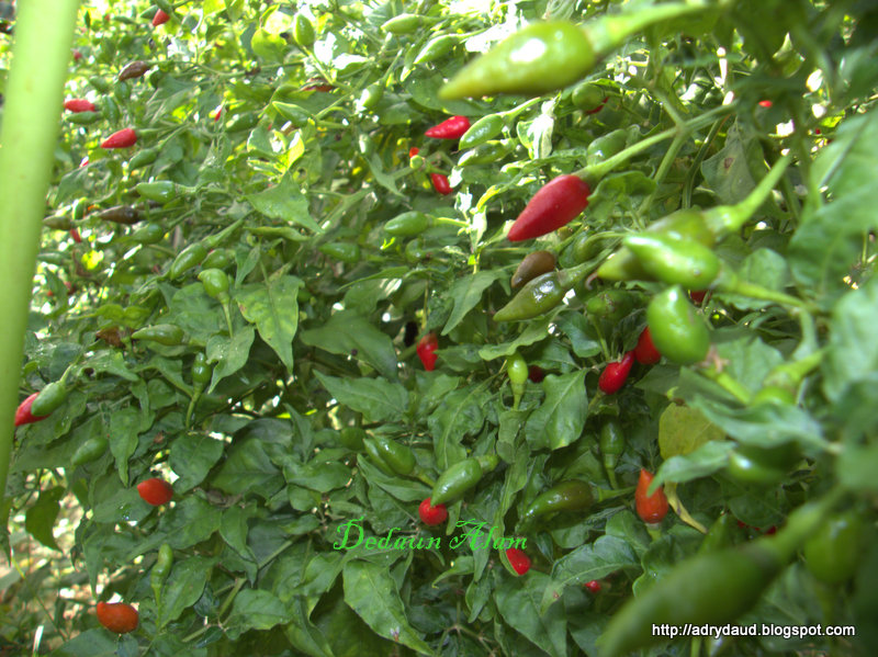 Kebun Kecil Tepi Pagar