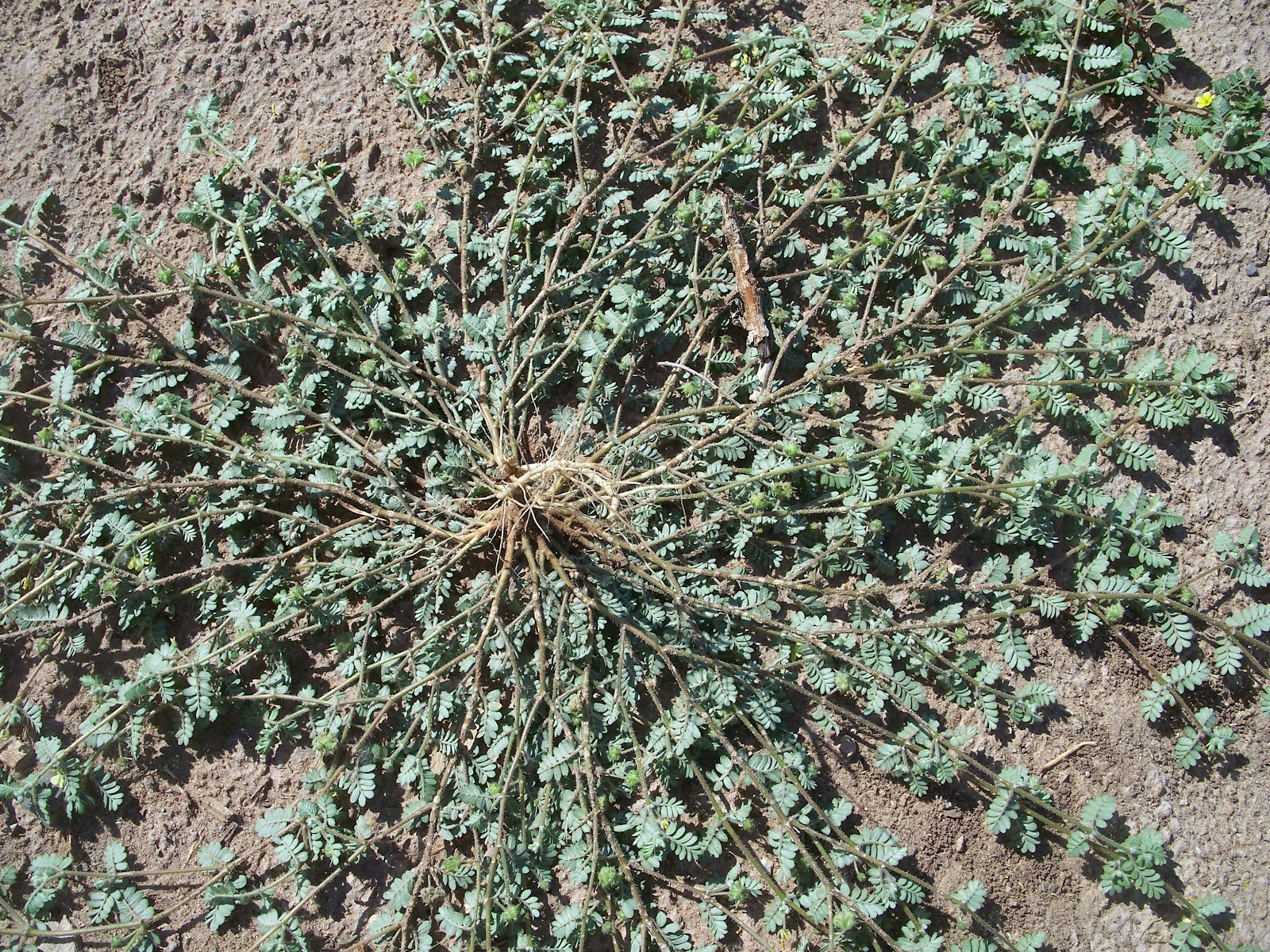 Weed Identification Goatheads or Stickers