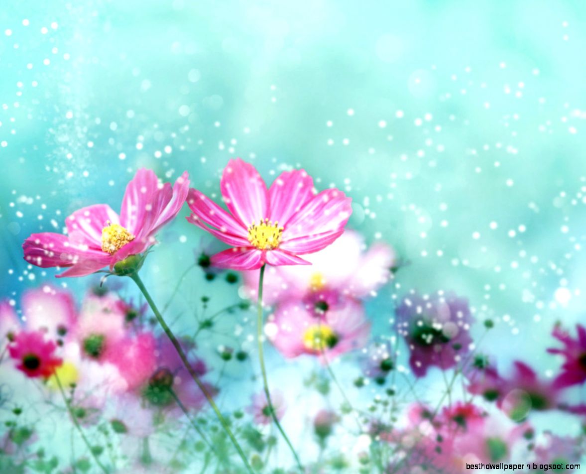 Colorful Flower Blossoms Wallpapers  HD Wallpapers