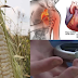 Magnificent Health Benefits of CORN: Prevents Heart Attacks and Diabetes
