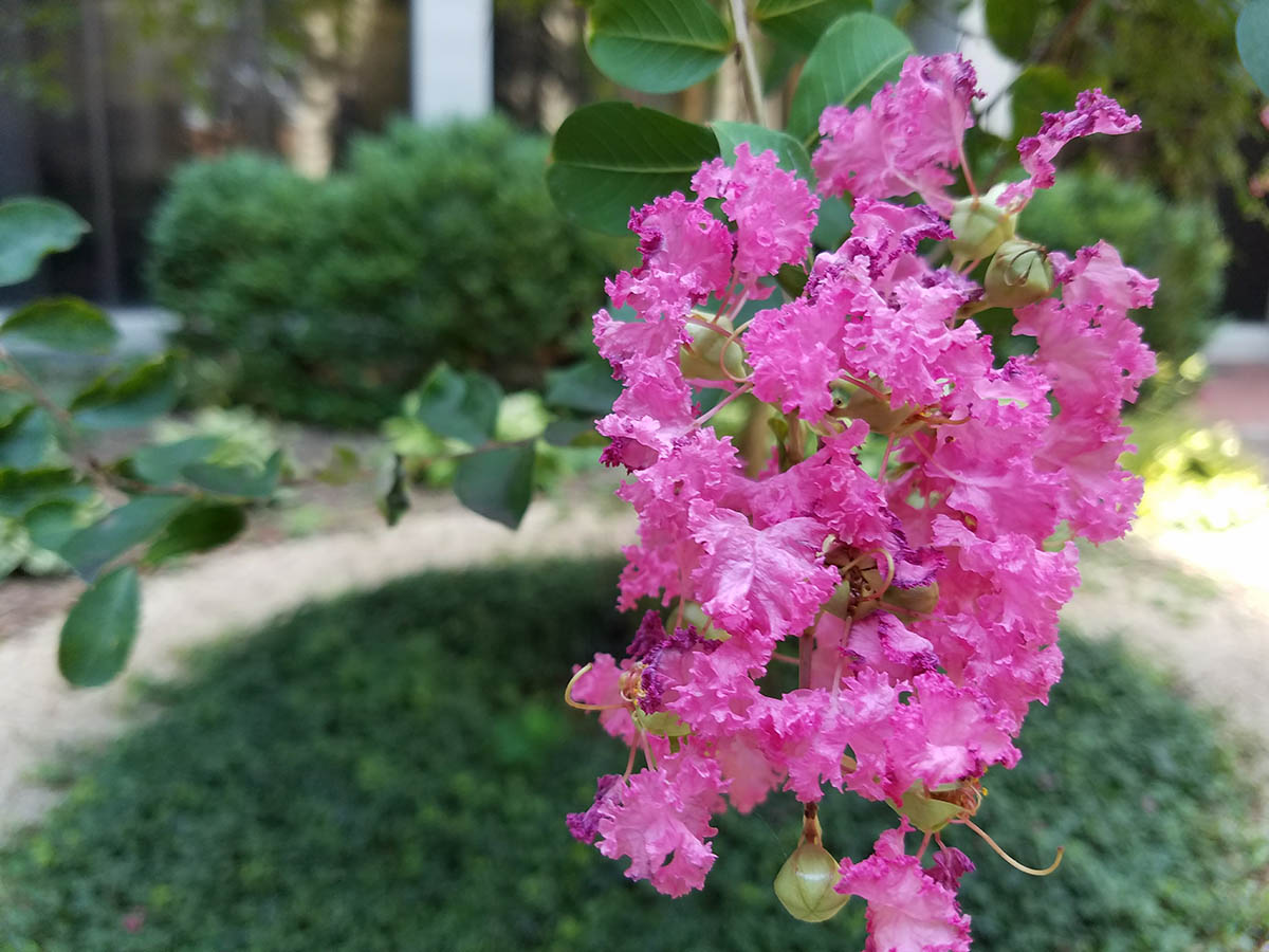The Scratching Post Purple Lettuce At The Confederate White House