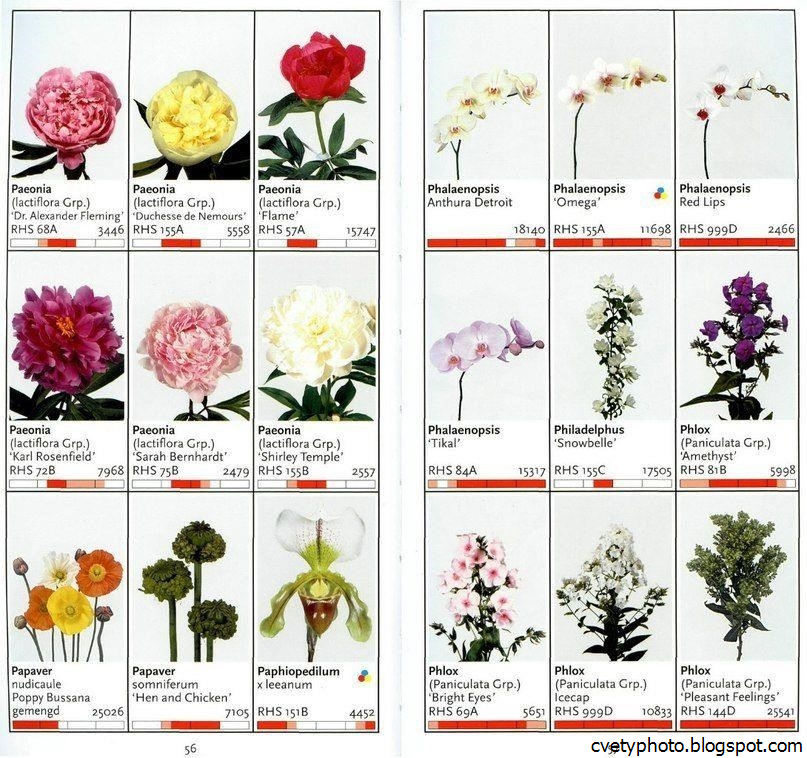 Цветы из китая названия цветов Цветы из китая названия цветов