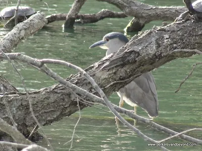 mystery bird in lagoon at Palace of Fine Arts in San Francisco