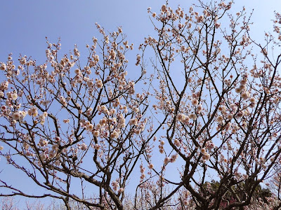 山田池公園 梅林の梅