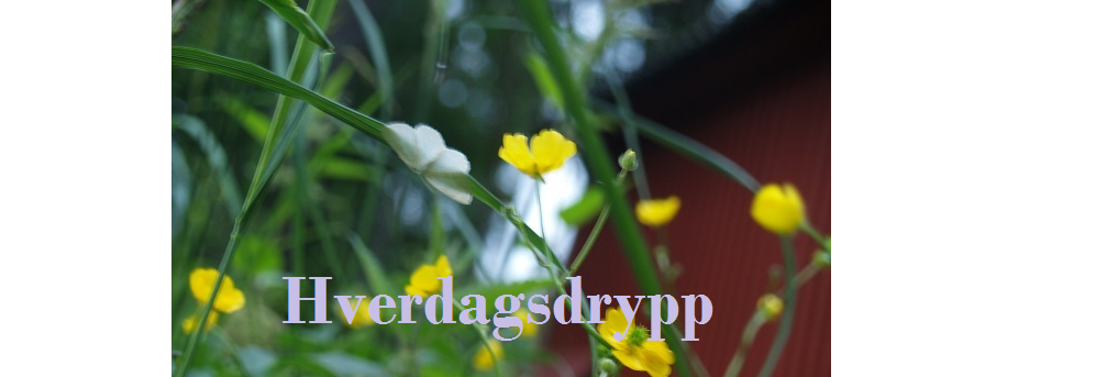 Hverdagsdrypp