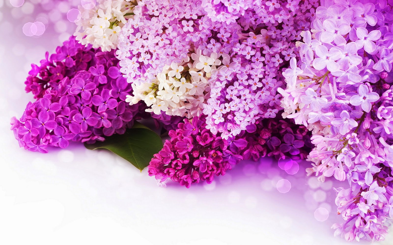http://www.mrwallpaper.com/wallpapers/lilac-purple-flowers.jpg