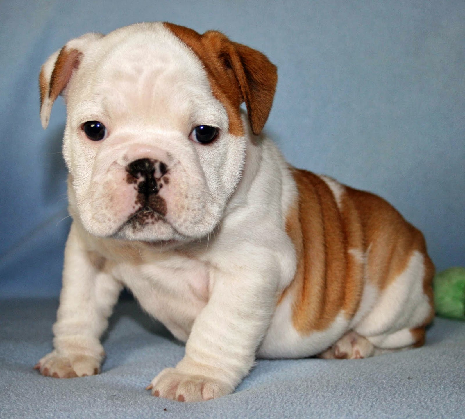Fotos De Bulldog Ingles Cachorros