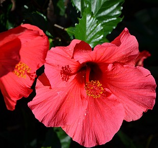 Natur' L: Le Pays Basque - LA FLORE...une végétation à étage...