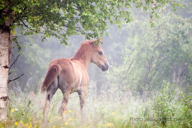 equestrian_photography