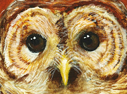 BARRED OWL DETAIL