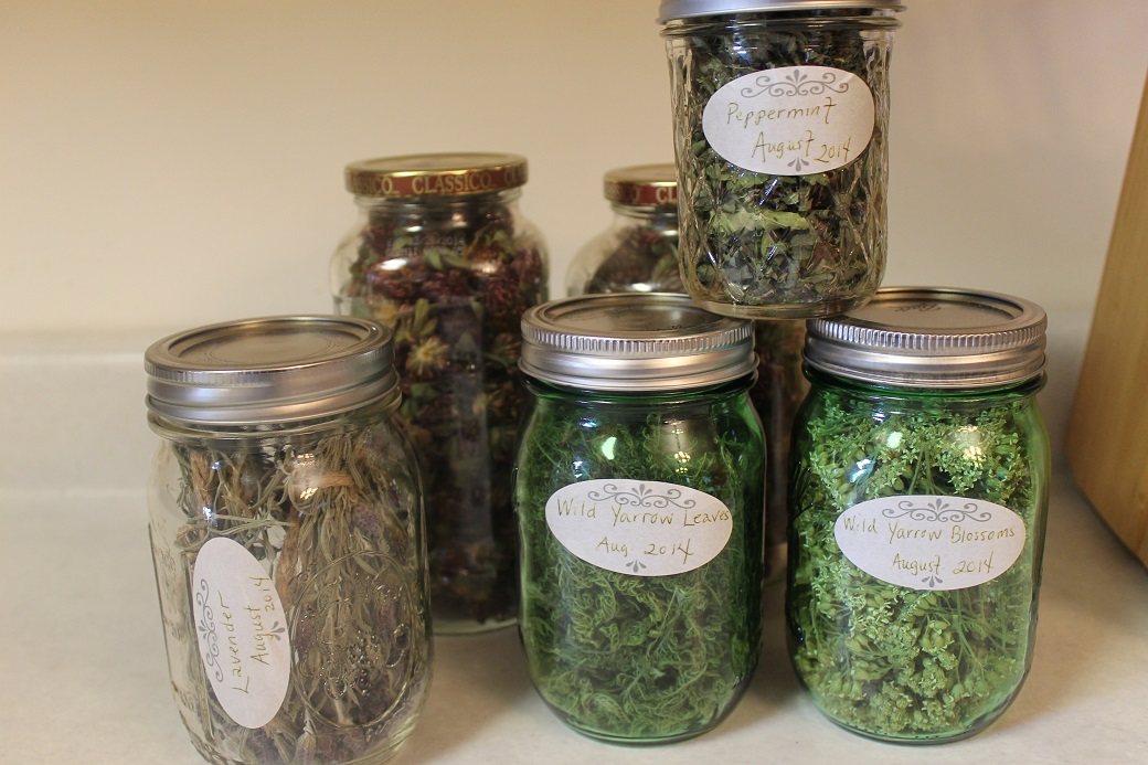 рукколу неаполитано. консервируем рукколу. как сохранить рукколу на зиму. песто из рукколы. консервированная руккола.