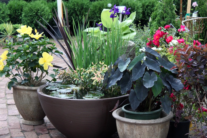 Container water garden ideas | Unseen pictures 4 You