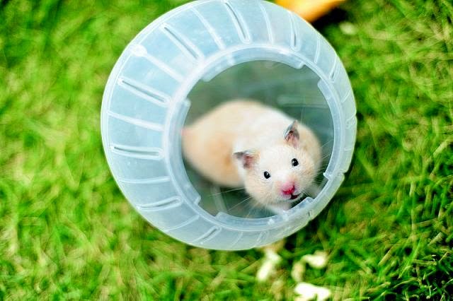 Cute and funny pictures of hamsters 2-6