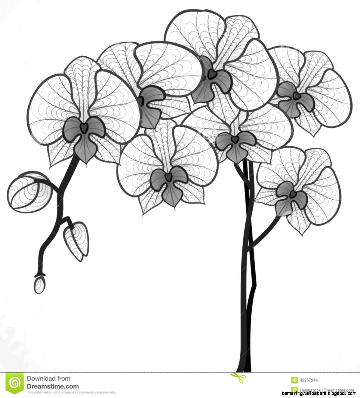 Hand Drawing Orchid Flower Stock Vector   Image 43267914