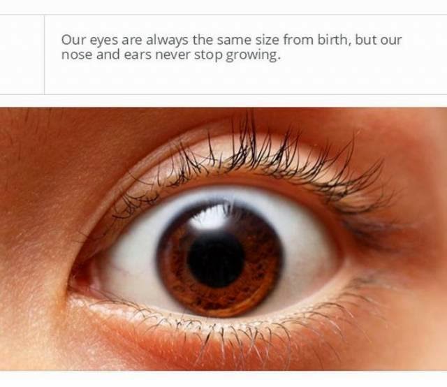 Our eyes are always the same size from birtch, but our nose and ears