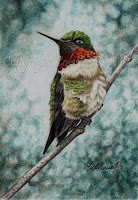 Hummingbird drawing by Colette Theriault