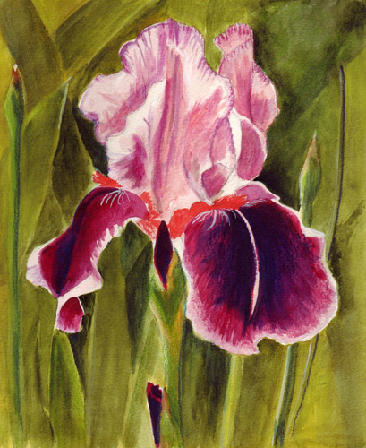 Bunny's Artwork: Pink Iris Watercolor Painting