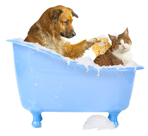 Can U Wash Dogs With Human Shampoo Can U Wash Dogs With Human Shampoo