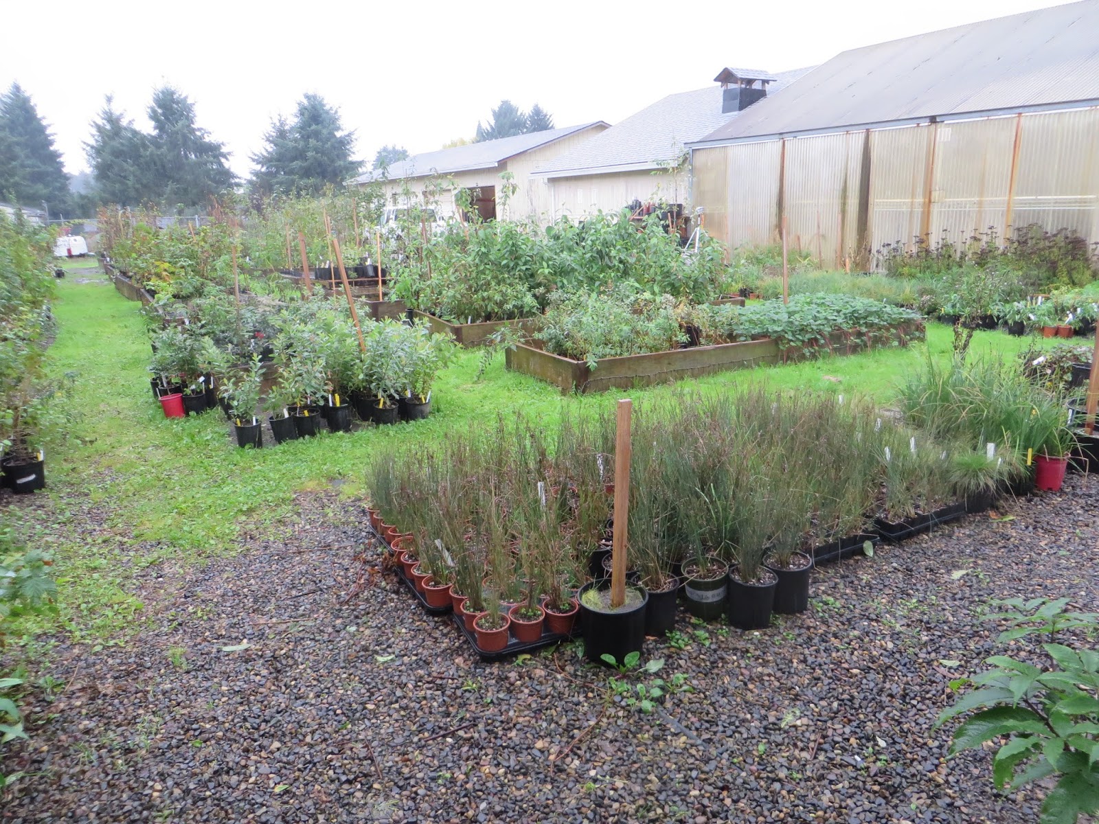 Reading The Washington Landscape Notes On Symphoricarpos Albus Or