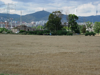 L'última zona agrícola de l'Hospitalet