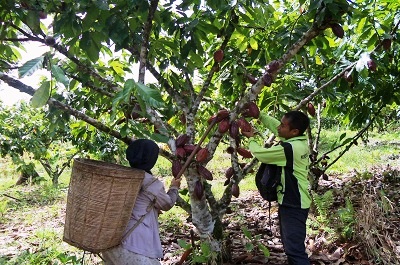 Kebun Coklat Blitar Lokasi Dan Harga Tiket Masuk Wisata Yoadit Com
