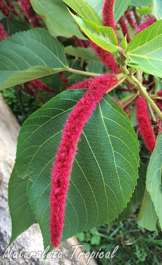 Vista de la inflorescencia típica de la planta Cola de Mono o Moco de Pavo, Acalypha hispida