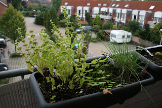 Dumme rennen, Kluge warten, Weise gehen in den Garten