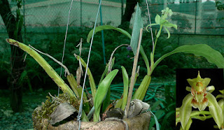 Lan Thanh đạm xanh (Coelogyne brachyptera Rchb.f.)