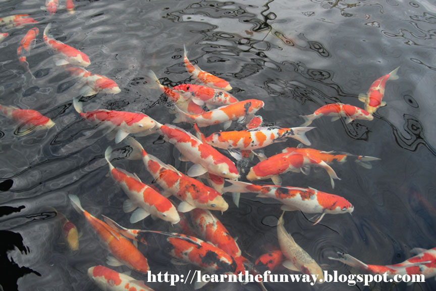 Catching the 'LongKang‘ fish at Mainland Tropical Fish Farm! Learn