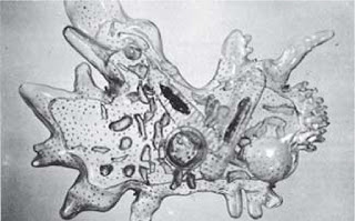 Gambar amoeba