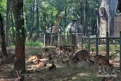 rusa tutul kebun binatang ragunan jakarta